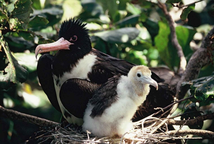 Weißbauch-Fregattvogel: Weibchen mit Küken