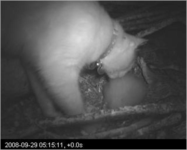 Eine Katze pirscht sich an ein schlafendes Tropikvogelküken heran