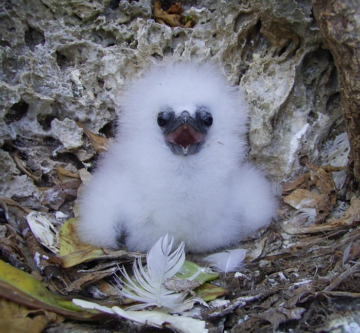 Kleines Tropikvogelküken auf dem Nest